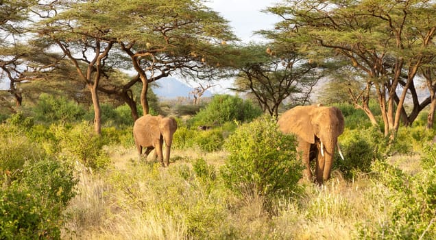 Some elephants walk through the jungle amidst a lot of bushes