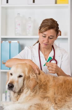 Veterinary antiparasitic placing a pipette into a golden retriever in the consultation