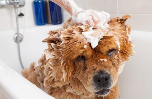 Bubble Bath a lovely dog chow chow