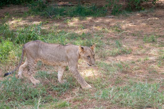 A young lion in a meadow in the savannah