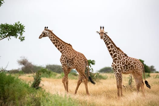 Some giraffe is walking between the bush in the scenery of the savannah