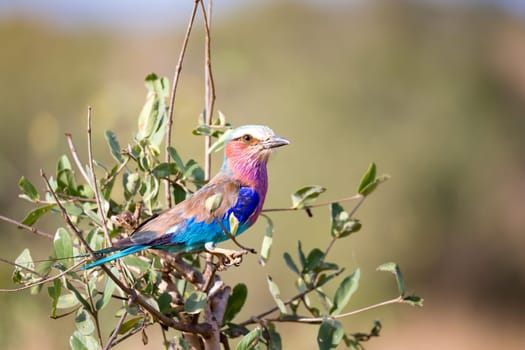 A very colorfull bird is sitting on the tree in the savannah in Kenya