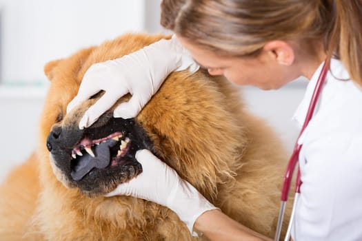 Veterinary performing a dental inspection to a Chow Chow in clinical