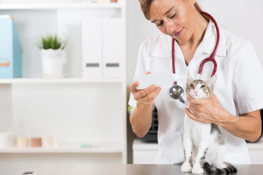 Veterinarian performing cleaning hearing a cat in clinic