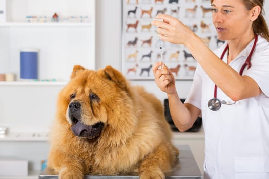 Veterinary injecting a vaccine to a dog Chow Chow