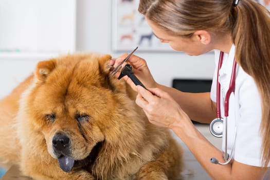 Veterinary conducting an inspection of the ear to a Chow Chow clinic