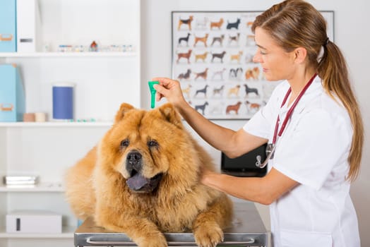 Veterinary antiparasitic placing a pipette into a Chow Chow in the consultation