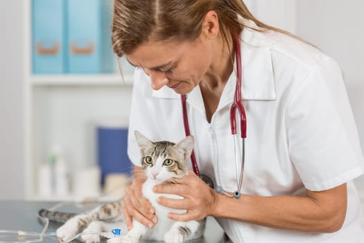 Veterinary placing a catheter via a cat in the clinic