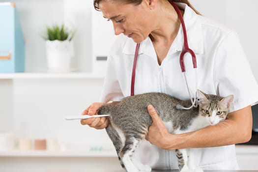 Veterinary taking the temperature of a cat in clinic