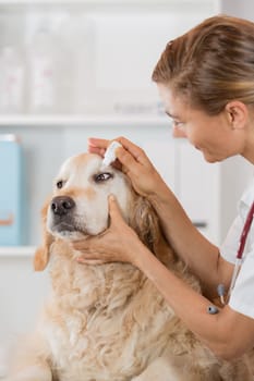 Veterinary placing a few drops of eye drops dog Golden Retriever