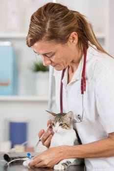 Veterinary placing a catheter via a cat in the clinic