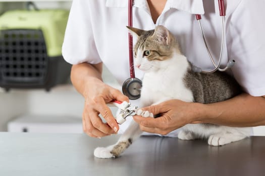 Cat in a veterinary clinic hairdresser cutting nails
