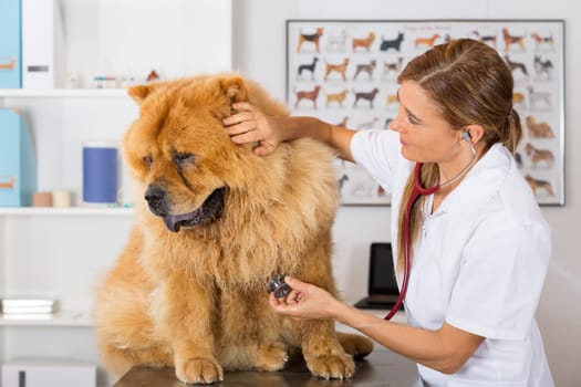 Veterinary by listening to a Chow Chow dog in his clinic