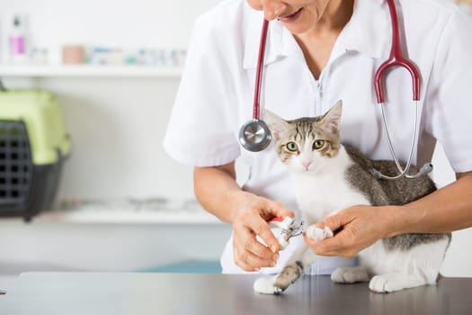 Cat in a veterinary clinic hairdresser cutting nails