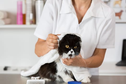 Persian cat in the salon of a veterinary clinic