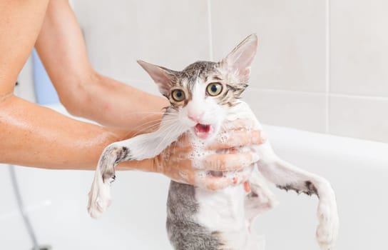 Bubble bath a small gray stray cat