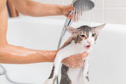 Bubble bath a small gray stray cat