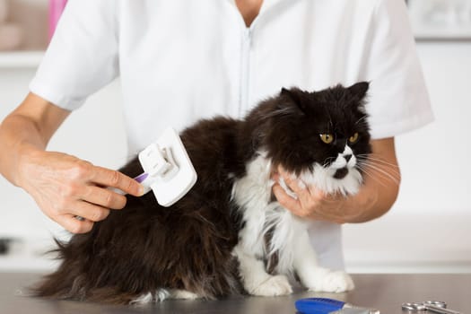Persian cat in the salon of a veterinary clinic