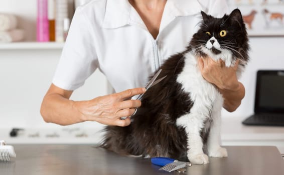 Persian cat in the salon of a veterinary clinic