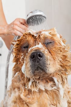 Bubble Bath a lovely dog chow chow