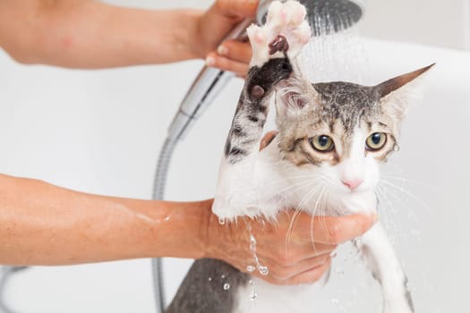 Bubble bath a small gray stray cat