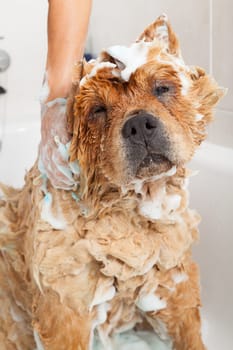 Bubble Bath a lovely dog chow chow