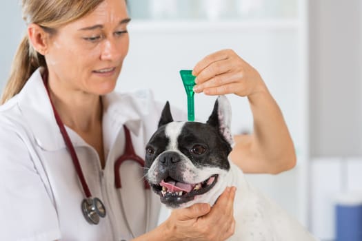 Veterinary antiparasitic placing a pipette into a French bulldog in the consultation