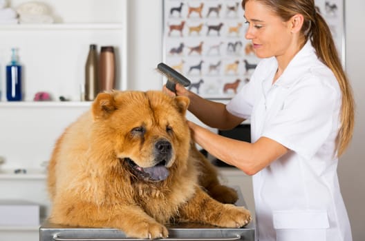 Canine hairdresser in a beauty clinic with Chow Chow