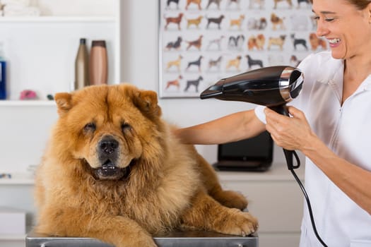 Canine hairdresser in a beauty clinic with Chow Chow