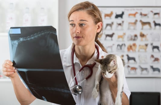 Veterinary clinic examining a radiograph of a cat