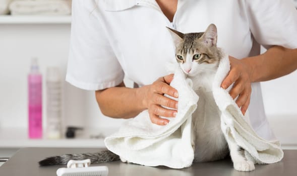 Cat in a veterinary clinic hairdresser doing beauty care