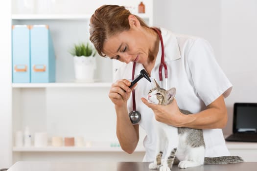 Veterinary conducting a review of ears of a cat in clinic