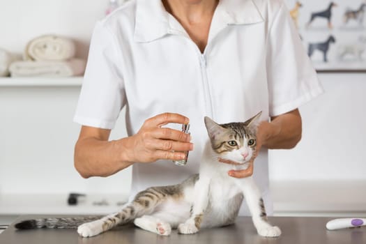 Cat in a veterinary clinic hairdresser doing beauty care