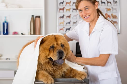 Canine hairdresser in a beauty clinic with Chow Chow