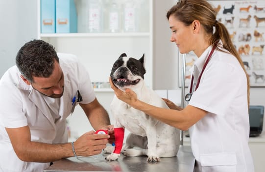 Placing a couple of vets via a French bulldog in clinical