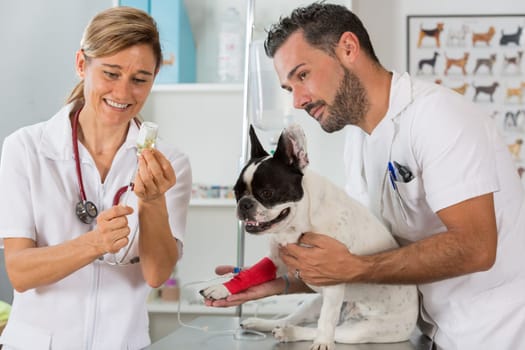 Placing a couple of vets via a French bulldog in clinical