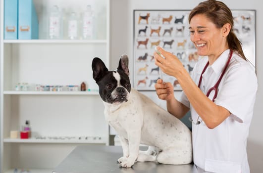Veterinary injecting a vaccine to a dog French bulldog