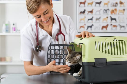 Veterinarian taking cat malt for review at the clinic