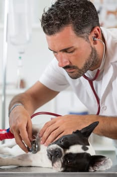 Veterinary by listening to a French bulldog dog in his clinic