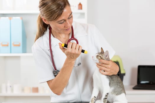 Veterinary inspecting the eyes of a cat in clinic