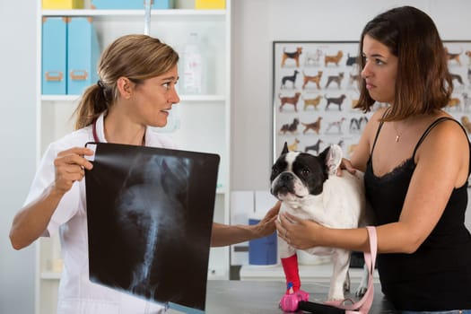 Veterinary clinic with a French bulldog and their owner in the consultation