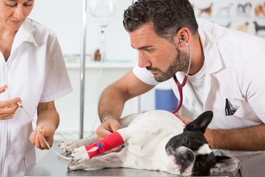 Placing a couple of vets via a French bulldog in clinical