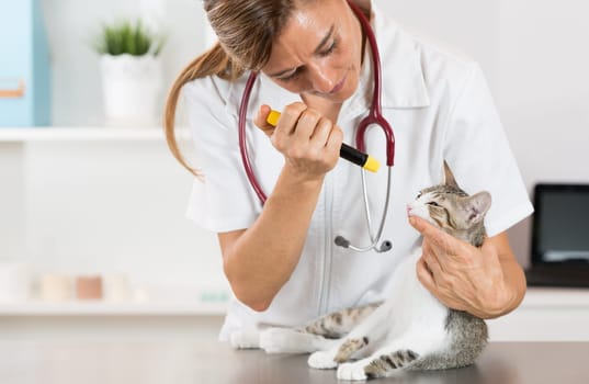 Veterinary inspecting the eyes of a cat in clinic