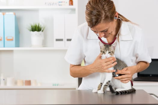 Veterinary performing auscultation a sick kitten in the clinic