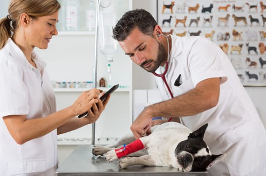 Placing a couple of vets via a French bulldog in clinical