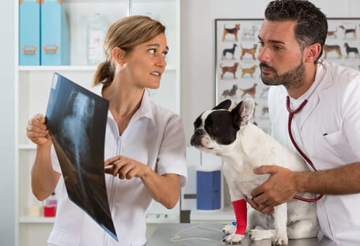 Couple of veterinary reviewing the results of an x-ray of a French bulldog