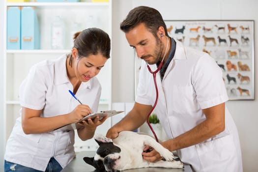 Couple of veterinary conducting a review of a French bulldog