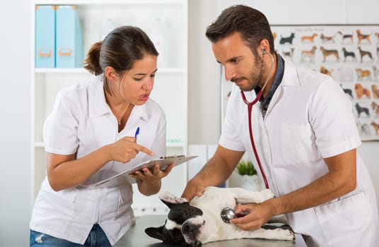 Couple of veterinary conducting a review of a French bulldog