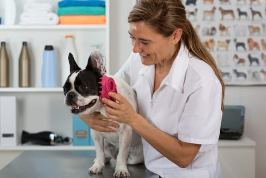 Canine hairdresser in a beauty clinic with French bulldog