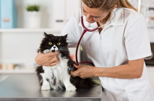 Veterinary performing auscultation a sick kitten in the clinic